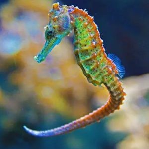 Meet your Posher, Margann